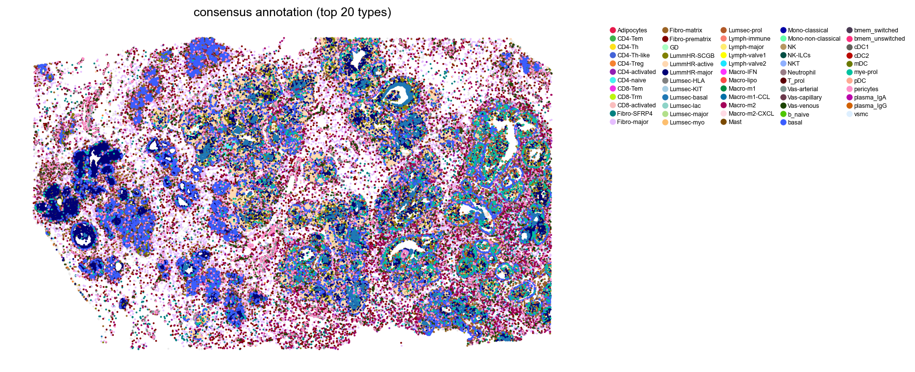 Consensus annotation in tissue space