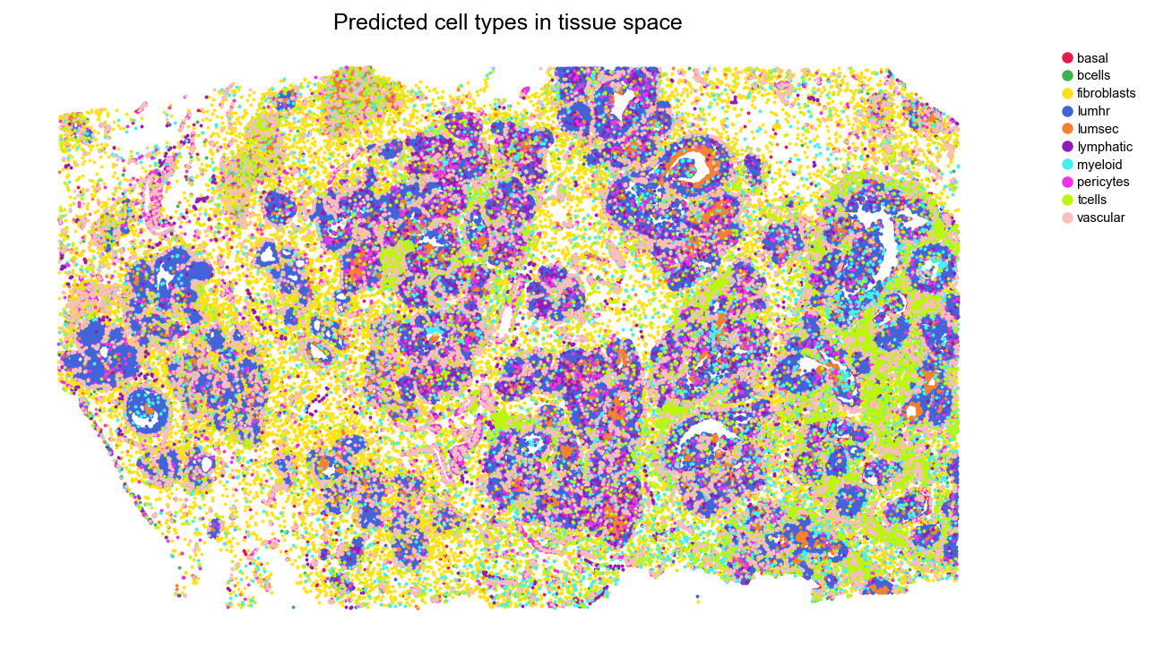 Predicted cell types in tissue space
