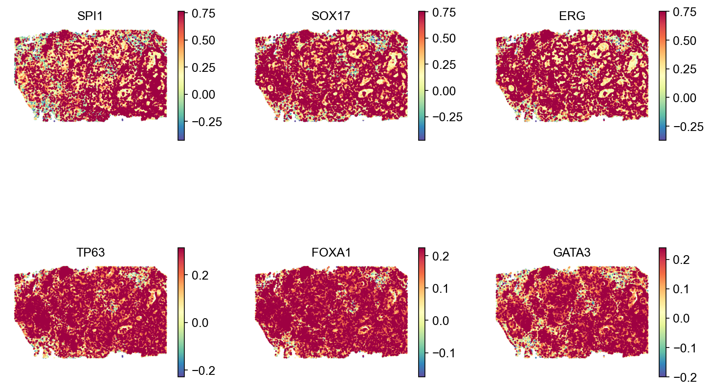 Regulon activity in tissue space, breast tumour