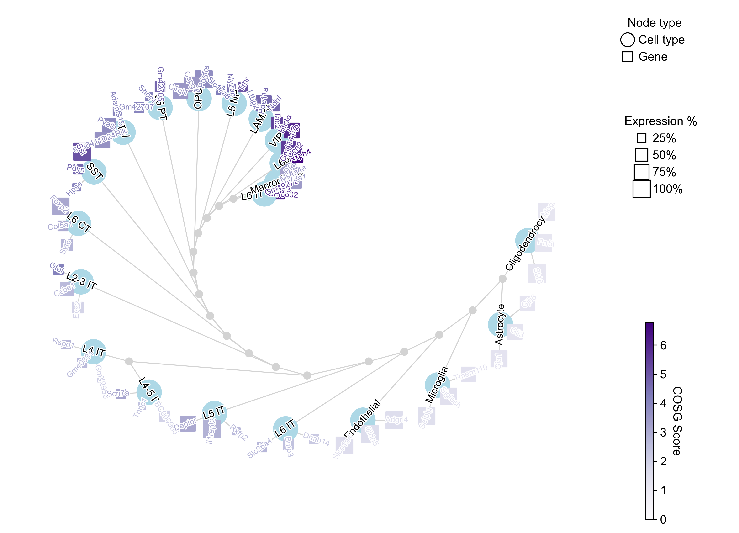 Cell types clustered on their COSG scores, with their top genes