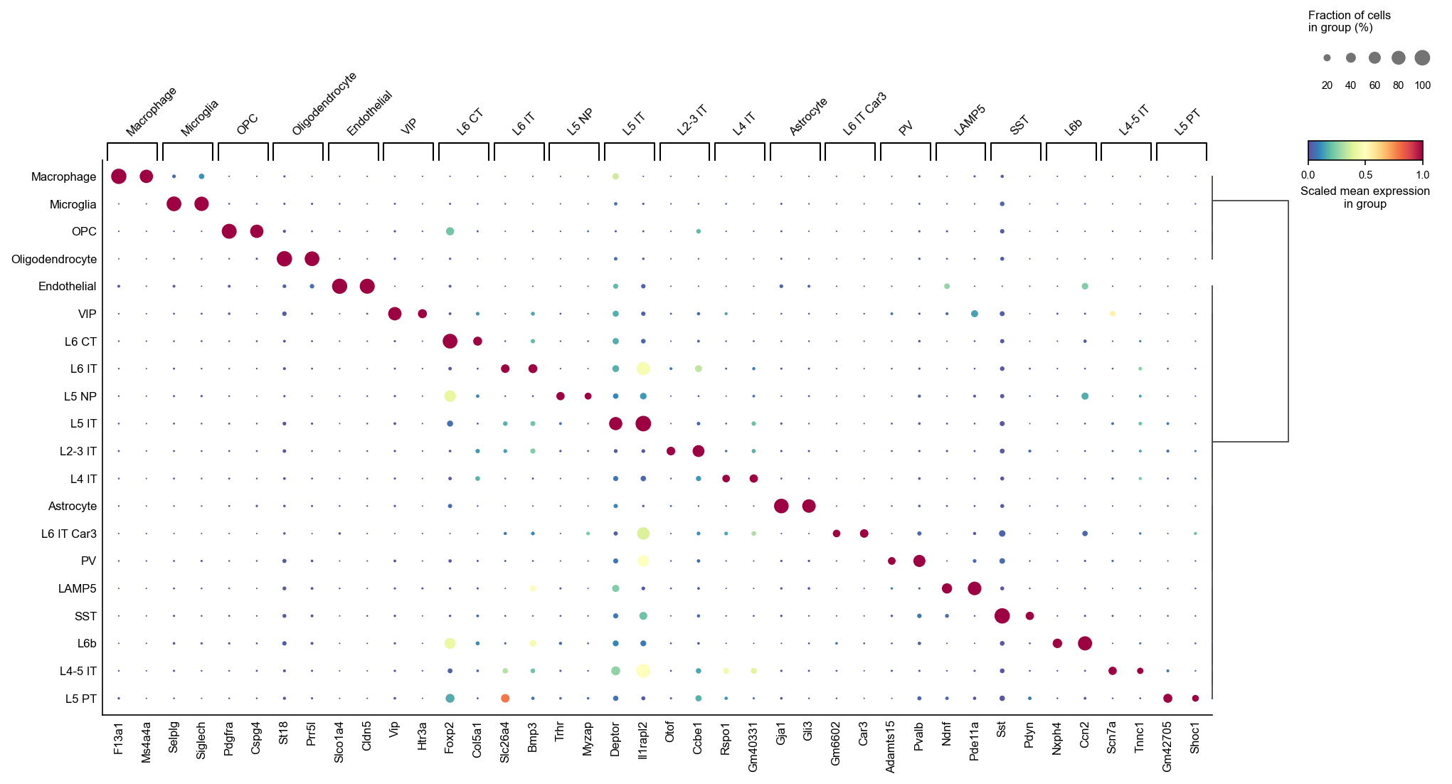 Top two markers per cell type, ordered by the embedding