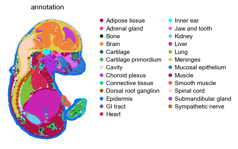 The E16.5 section, coloured by organ annotation