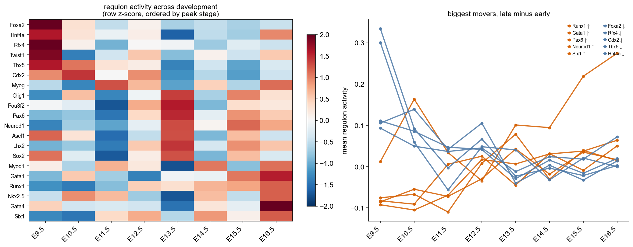 regulon dynamics across development