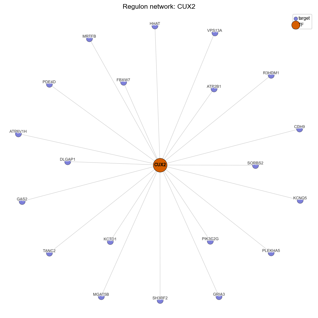 CUX2 regulon network