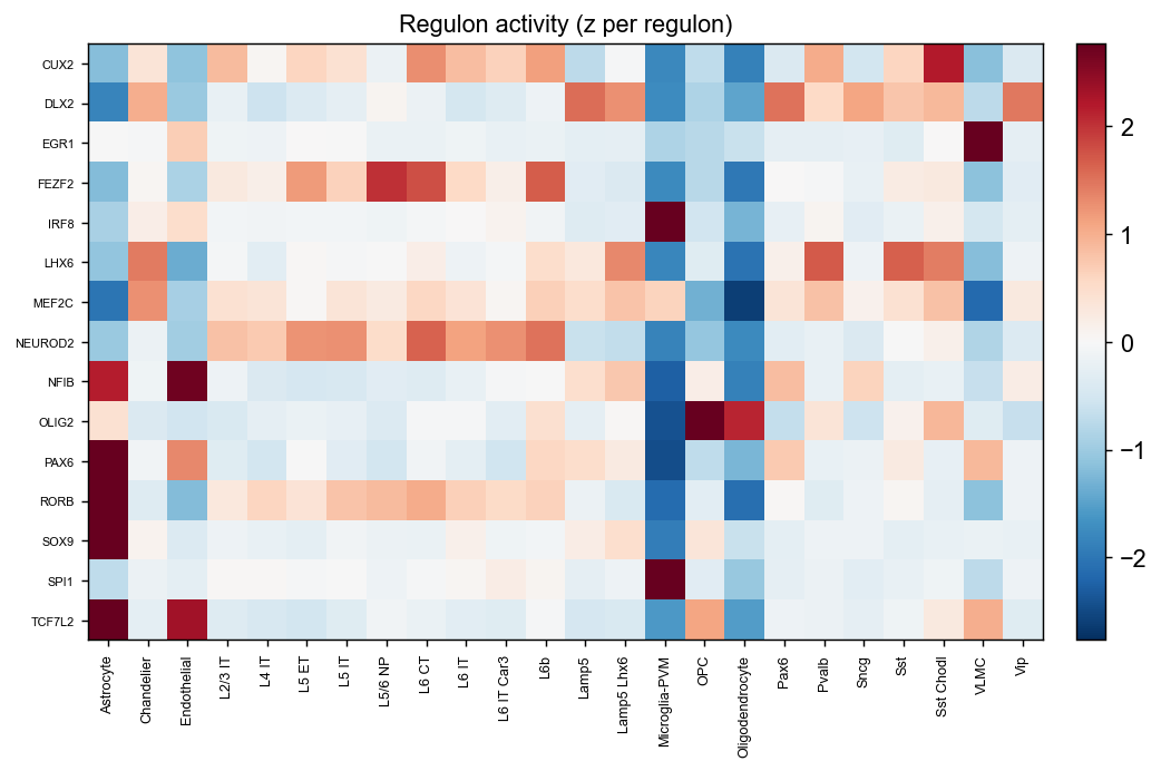 Regulon activity per subclass