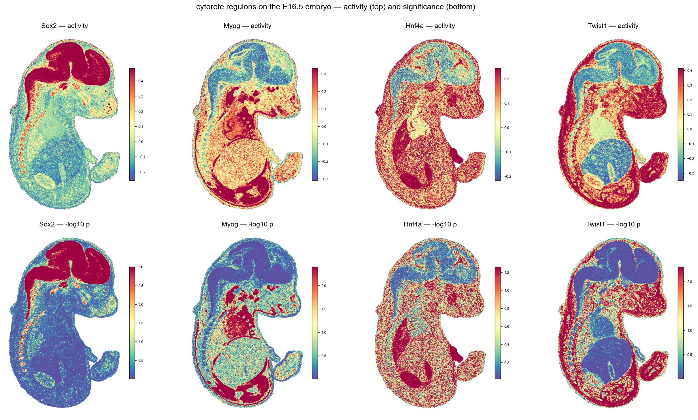 cytorete regulon activity and significance across the embryo