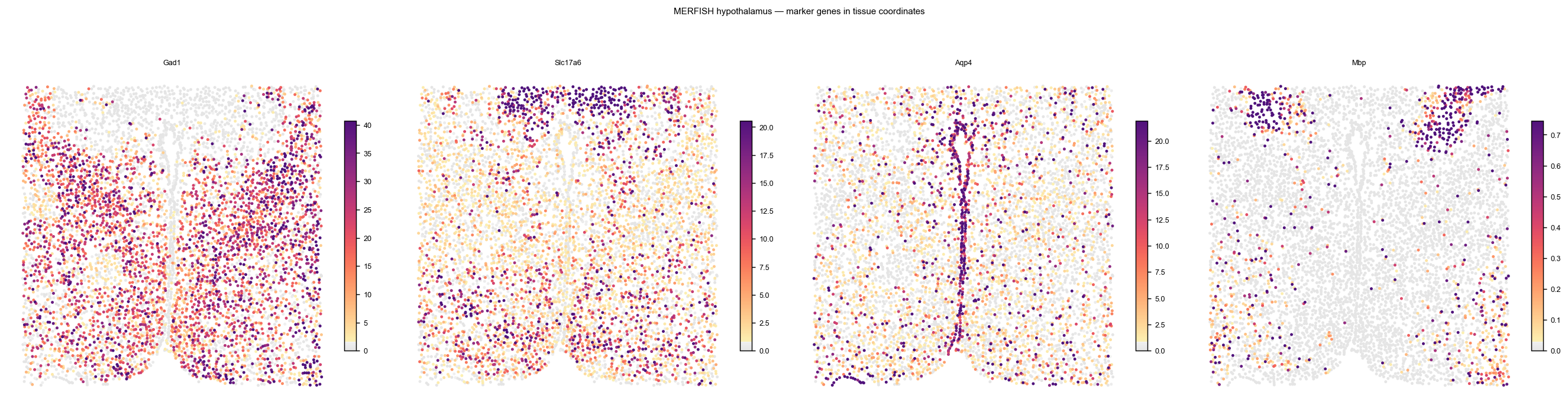 Marker genes on the MERFISH section