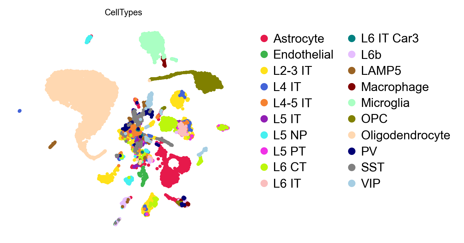 UMAP coloured by predicted cell type