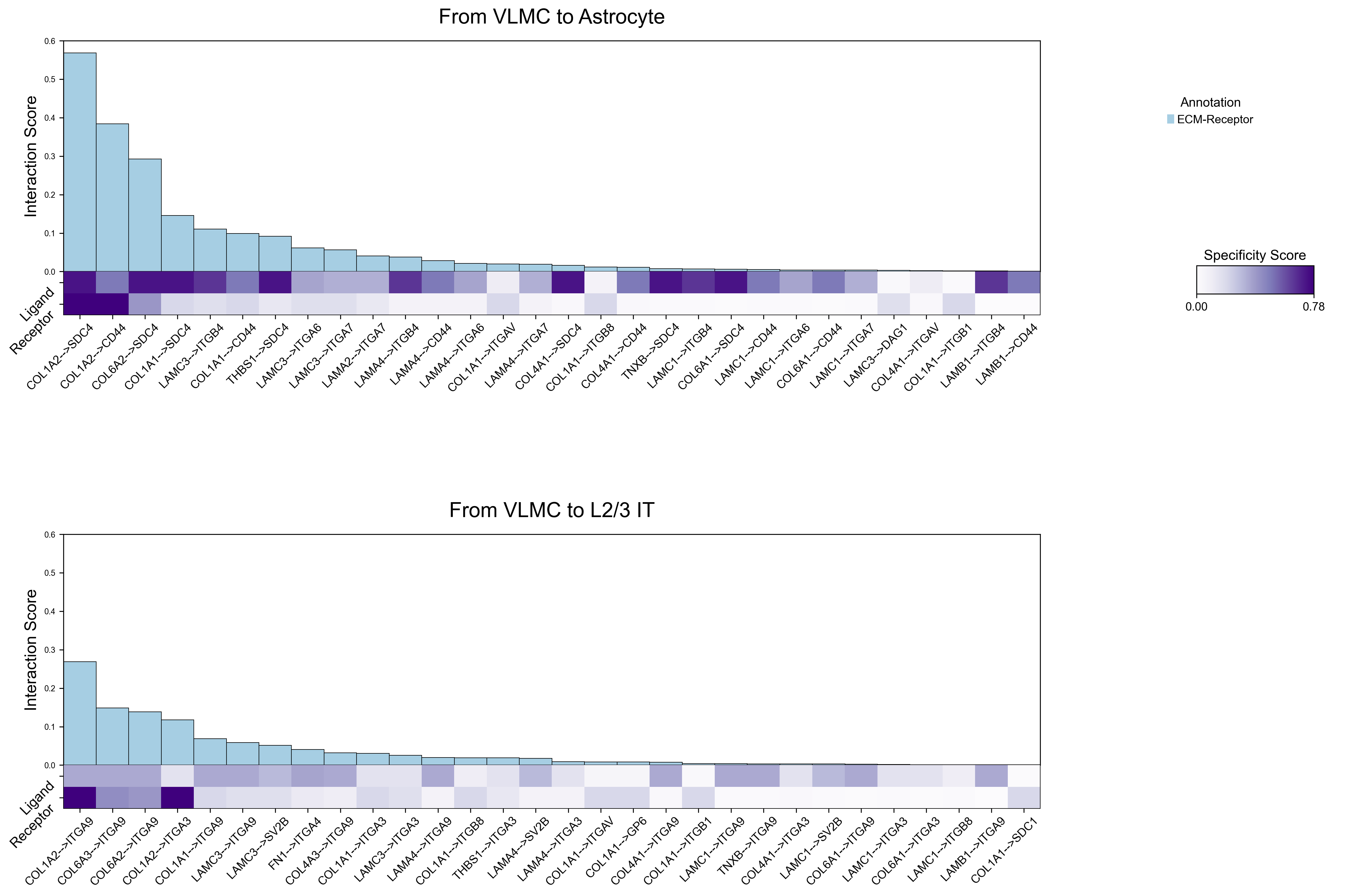 ECM-receptor interactions from VLMC to two receivers