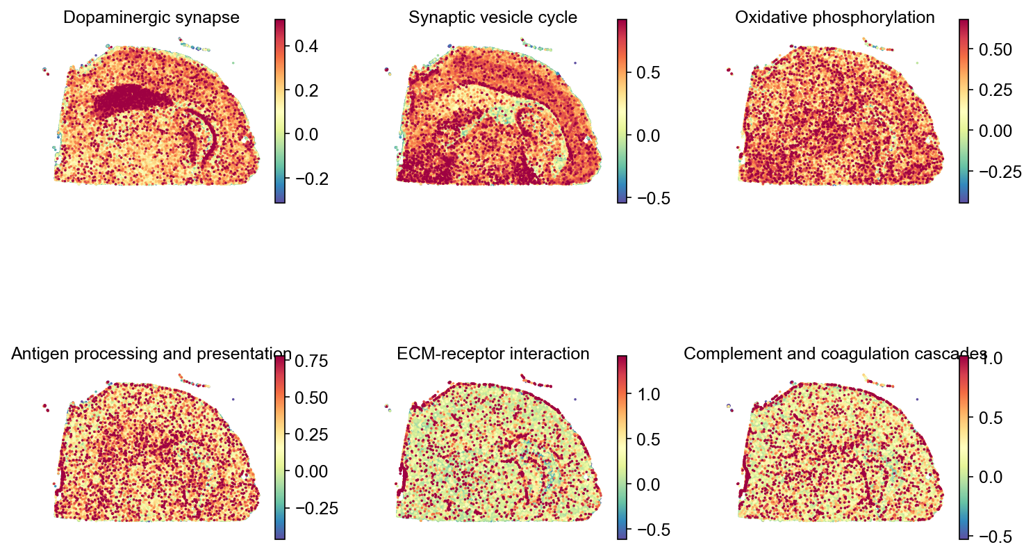 KEGG pathway scores in tissue space, mouse brain