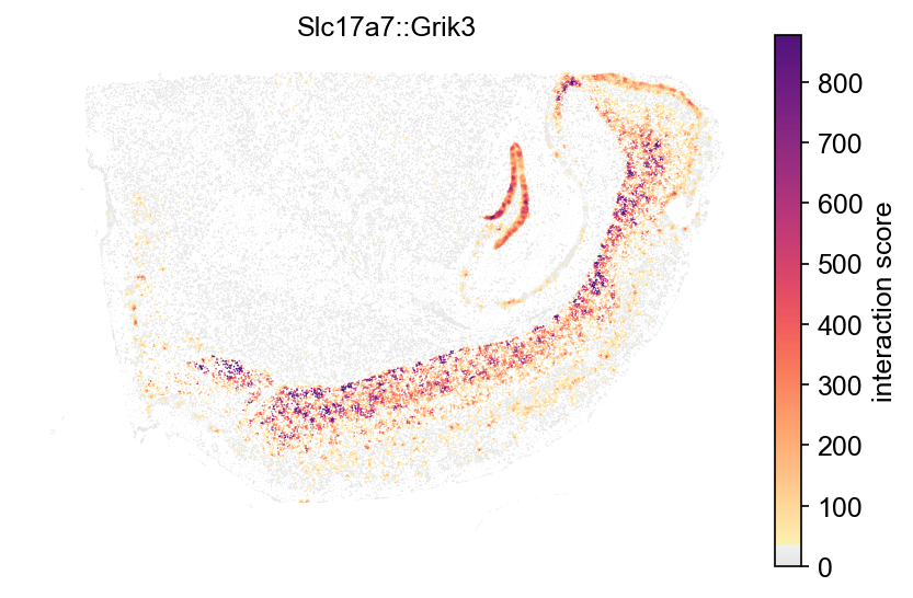 Slc17a7::Grik3 interaction score across the mouse brain section