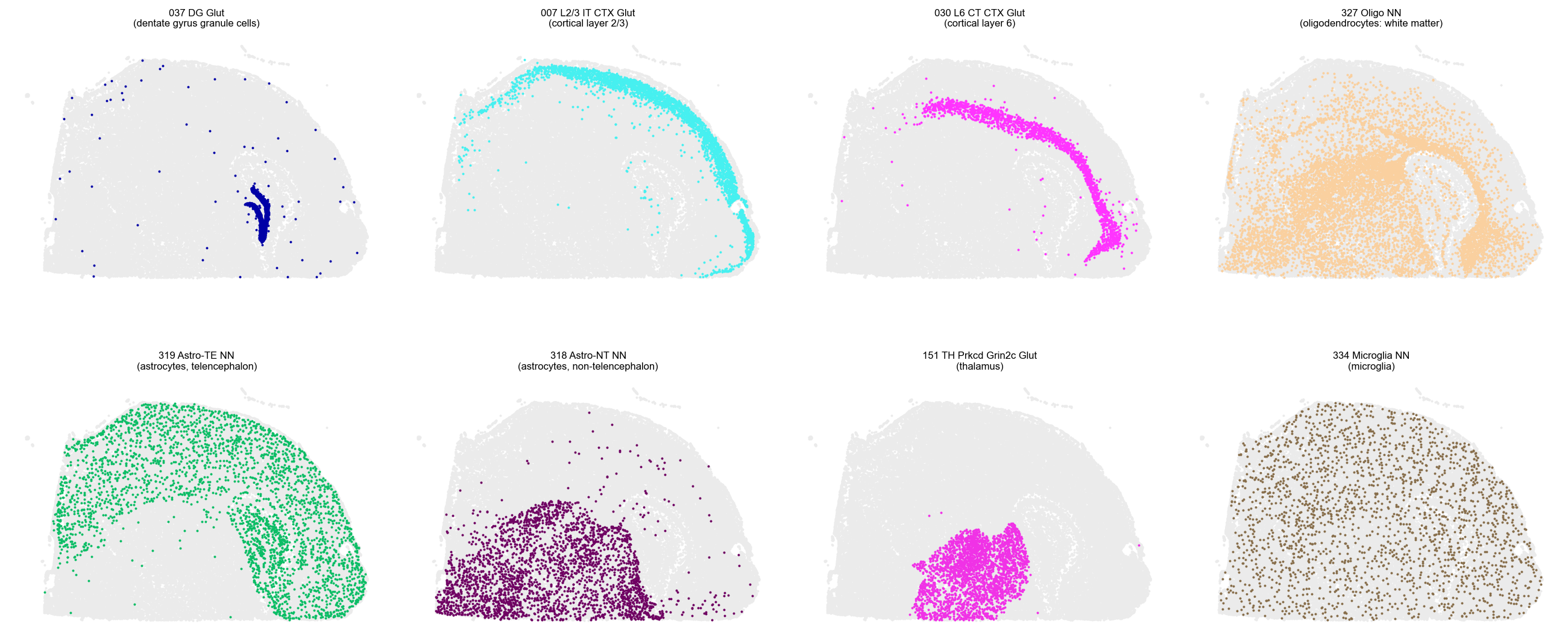 Eight predicted types highlighted in tissue space