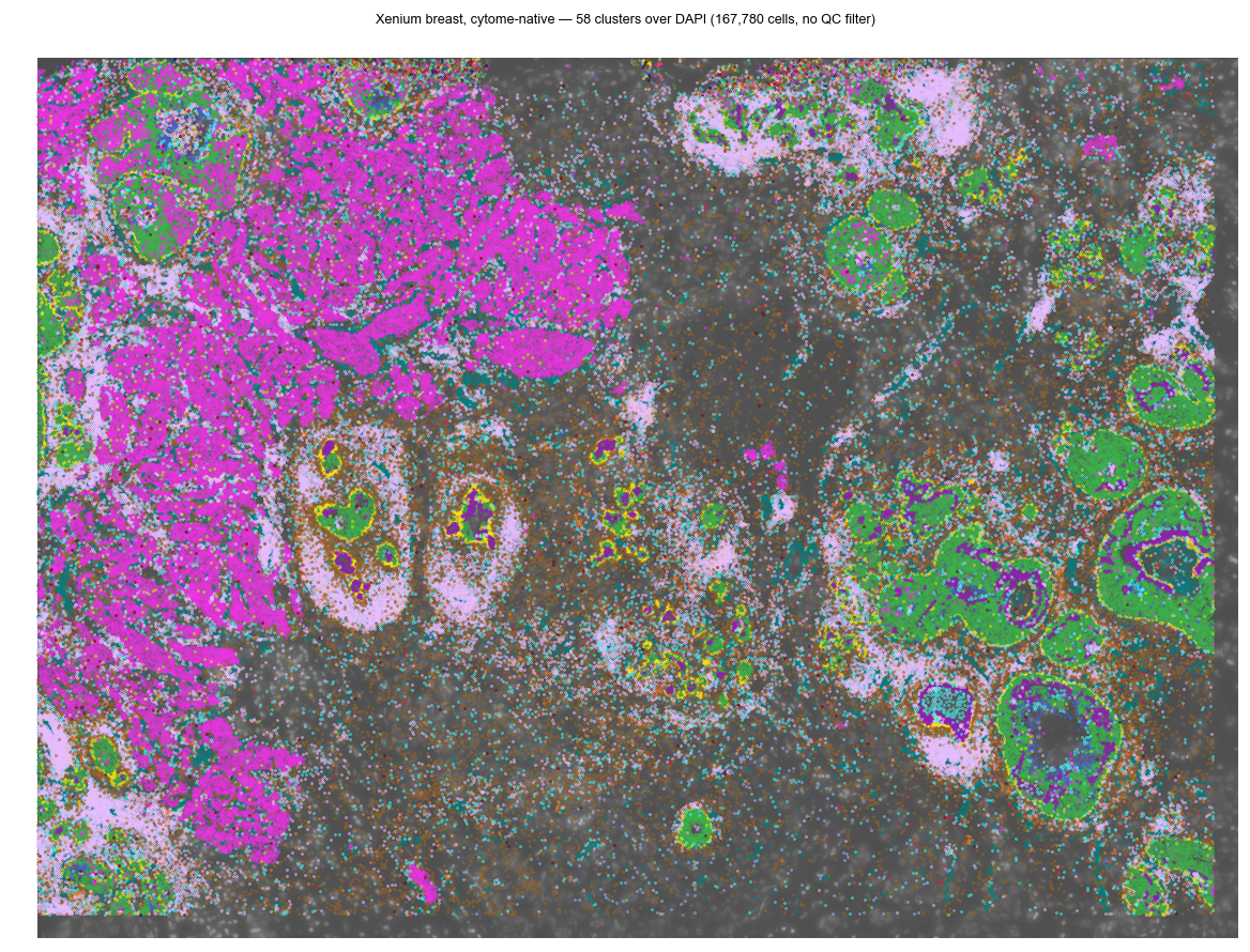 Clusters over DAPI, built without AnnData