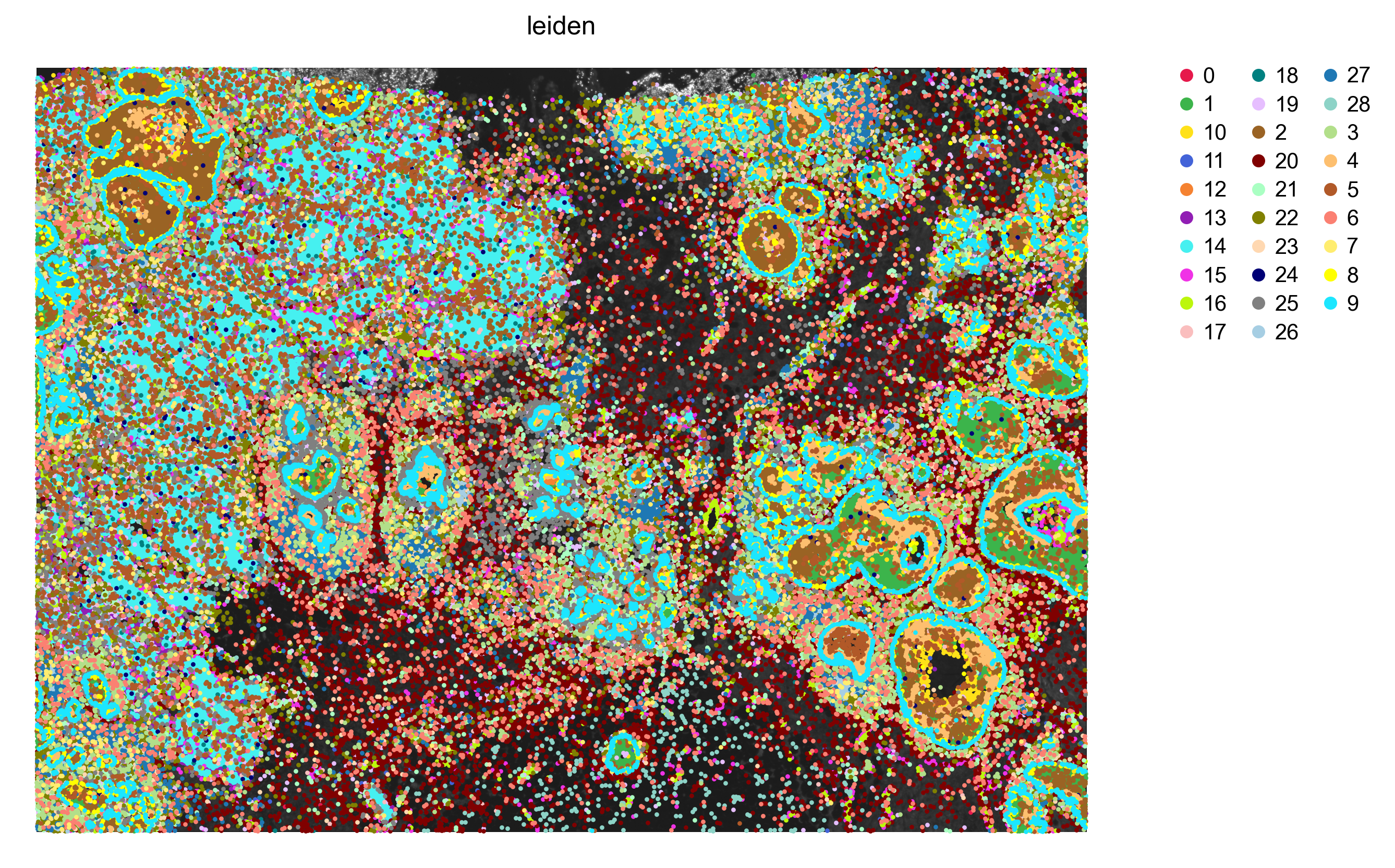 Xenium clusters on morphology
