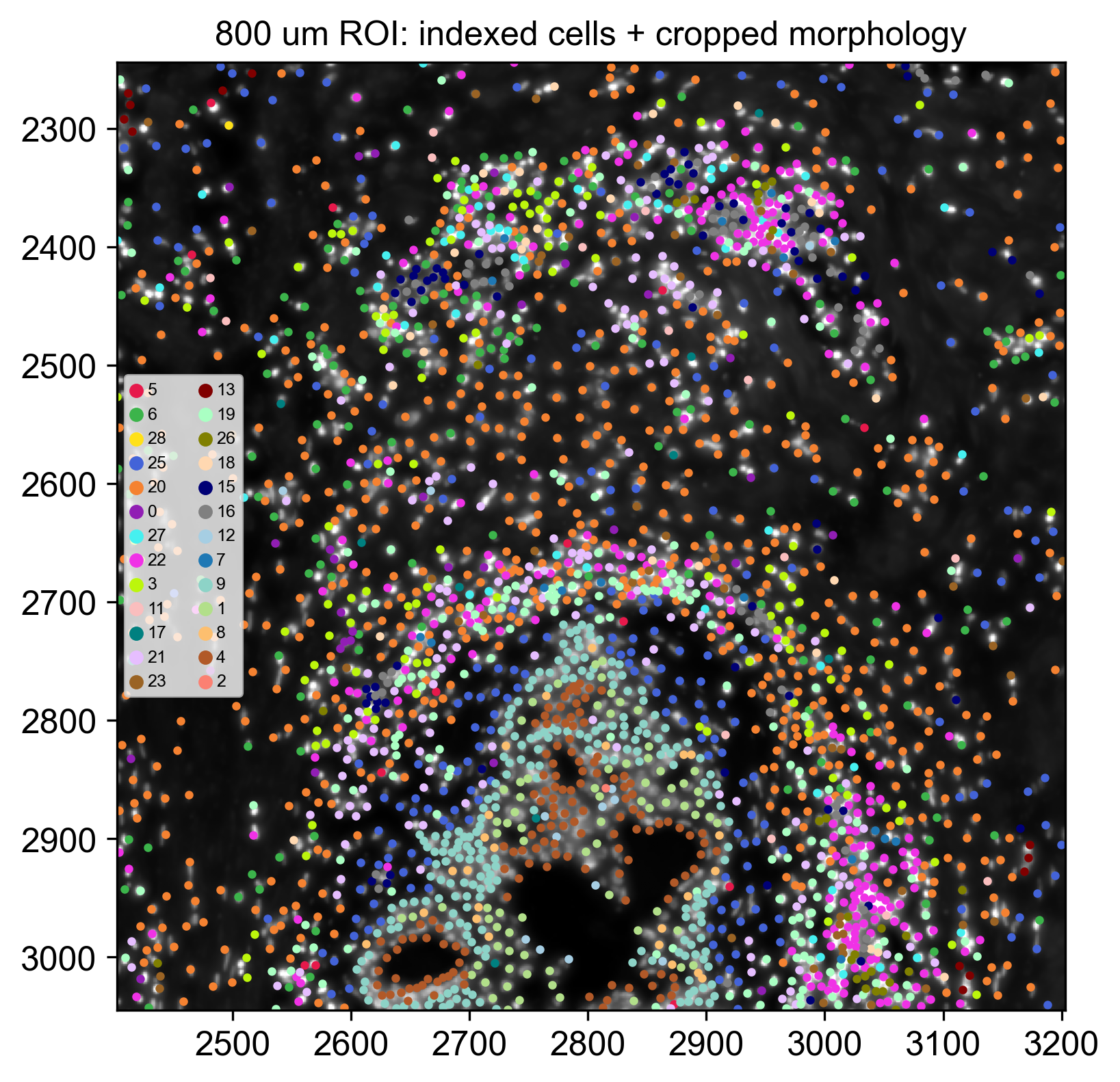 ROI: indexed cells + cropped morphology