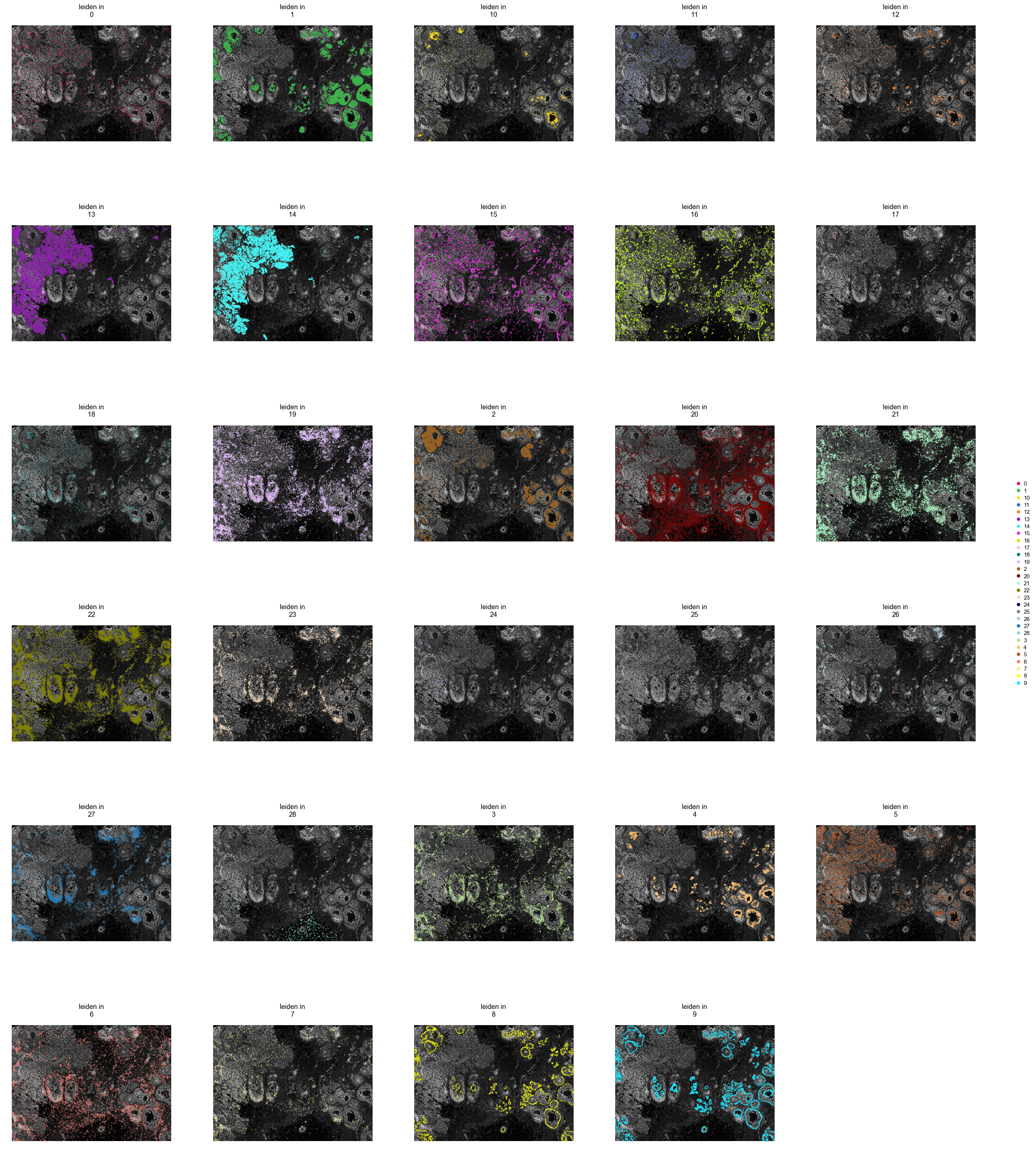 Each cluster over the morphology image